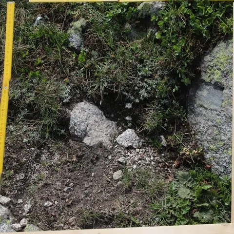 A PlantCLEF 2026 test quadrat: rock, bare soil and mixed low vegetation inside a sampling frame